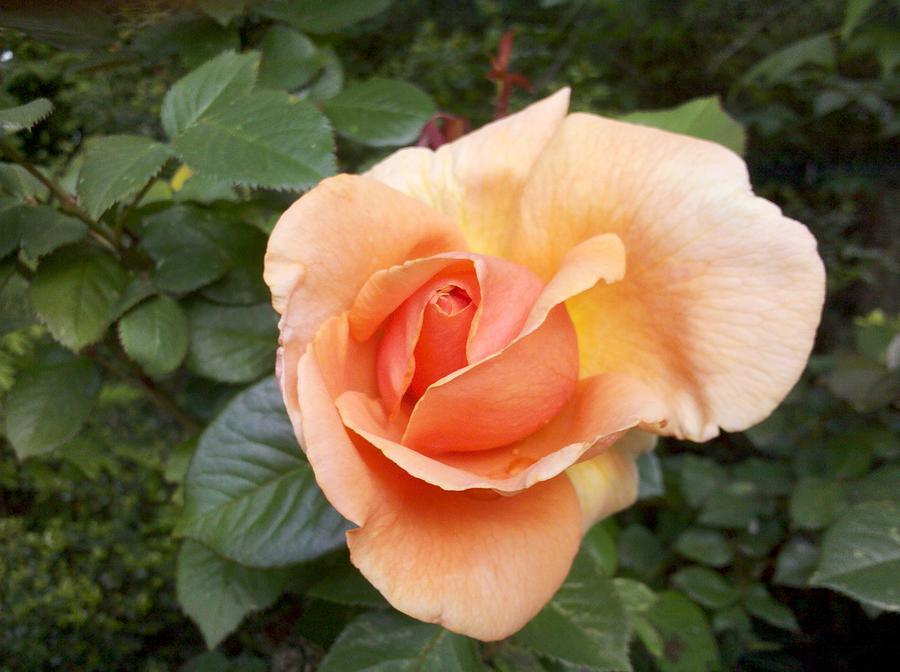 Peachy Rose Photograph by Rita Tortorelli
