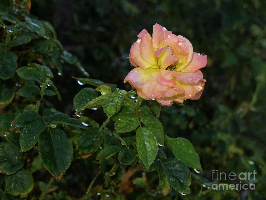 Peachy Rose Photograph by Ruth Jolly