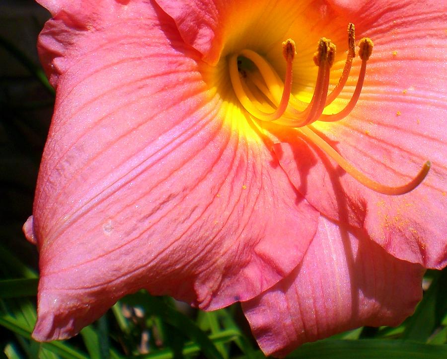 Peachy Shine Lily Photograph By Cynthia Daniel Fine Art America