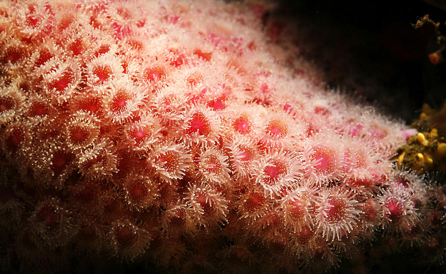 Peachy Urchins Photograph by Marilyn Hunt