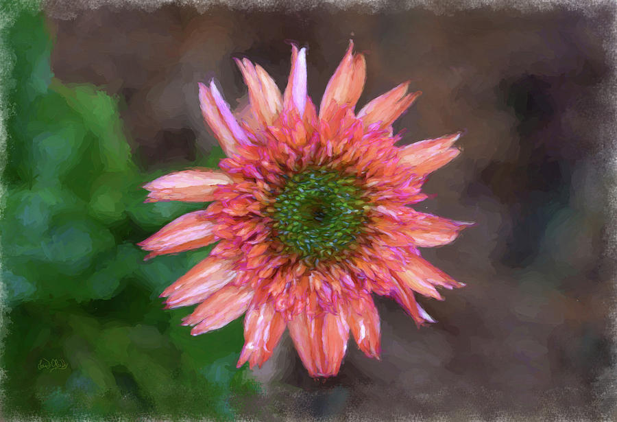 Peachy Wet Gerbera Daisy From Above  Photograph by Sandi OReilly