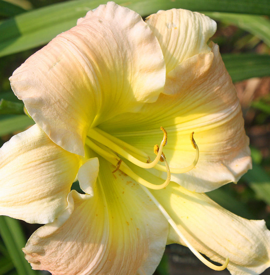 Peachy Yellow Lily Photograph by Ellen Tully