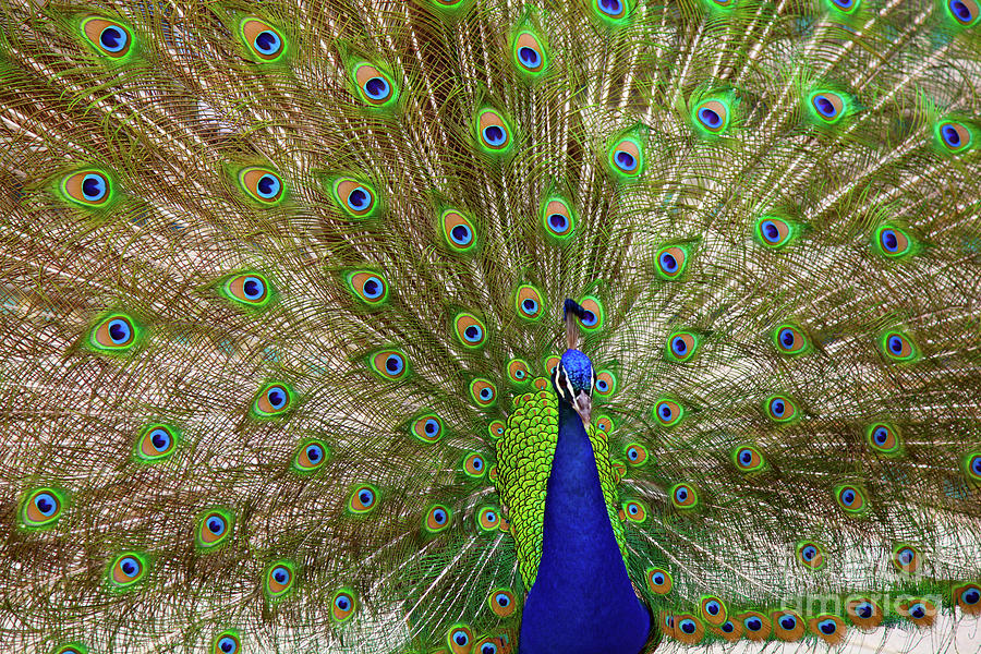 Peacock 1 Photograph by Dean Triolo