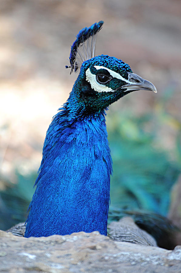 Peacock 1 Photograph by Diana Douglass