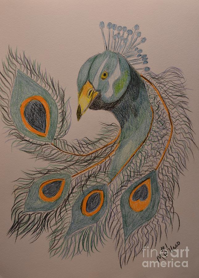 Peacock #1 - Drawing Drawing by Maria Urso