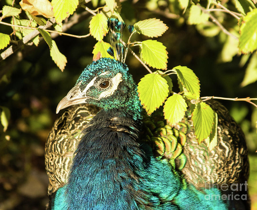 Peacock 1 Photograph by Steven Parker