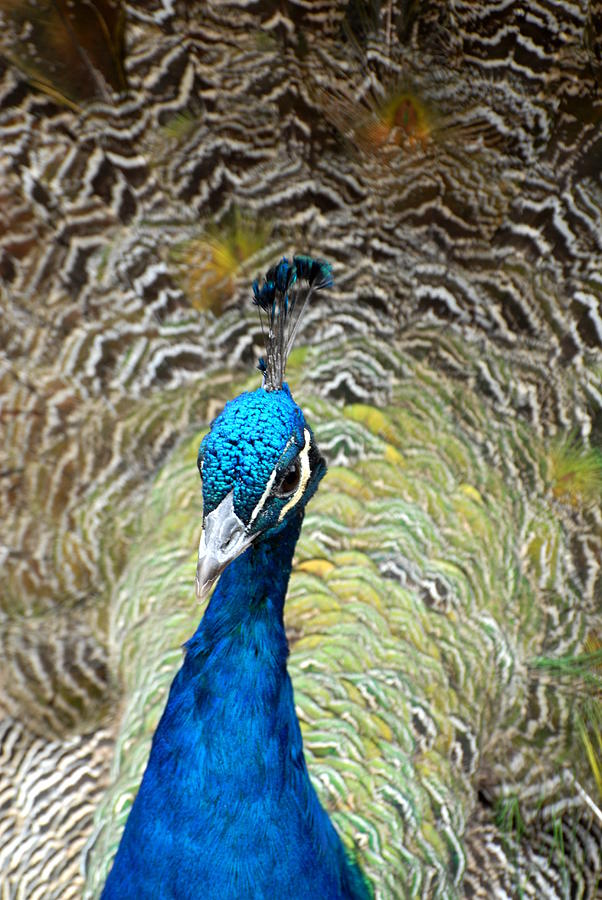 Peacock 13 Photograph by Joyce StJames