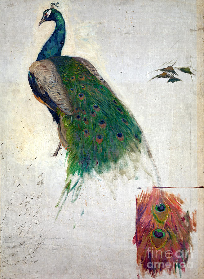 Peacock 1896 Painting by Granger