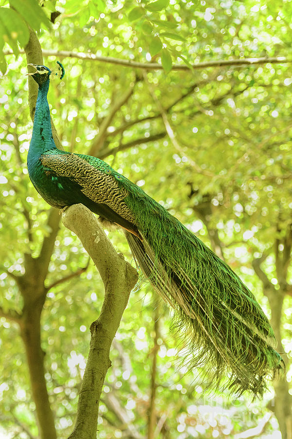 Peacock 2 Photograph by Werner Padarin
