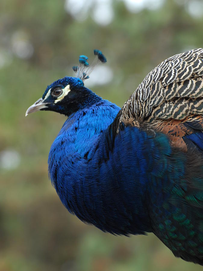 Peacock 66 Photograph By Joyce Stjames Fine Art America 7786