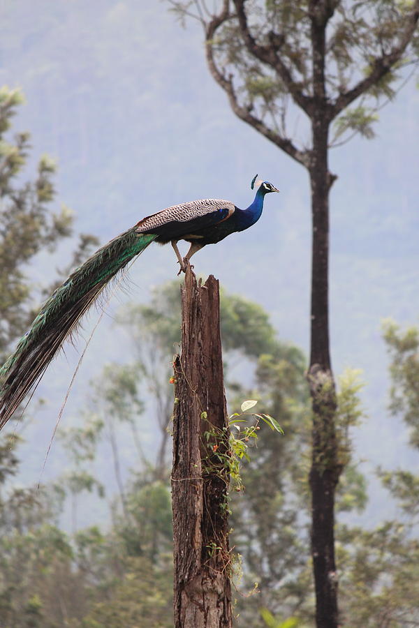 Peacock About to Take Flight, Valparai Photograph by Jennifer Mazzucco