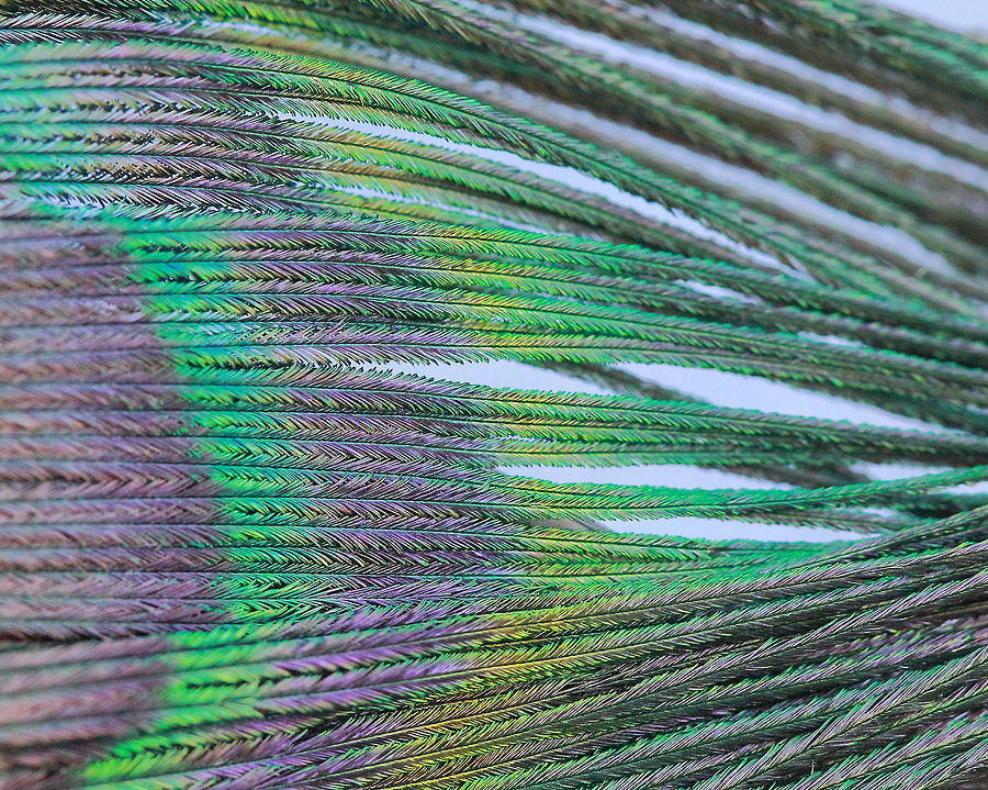 Peacock Abstract Photograph by Angela Murdock