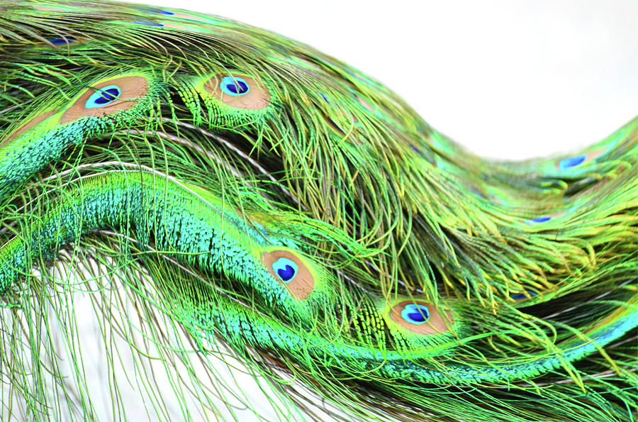 Peacock Abstract Photograph by Paulina Roybal