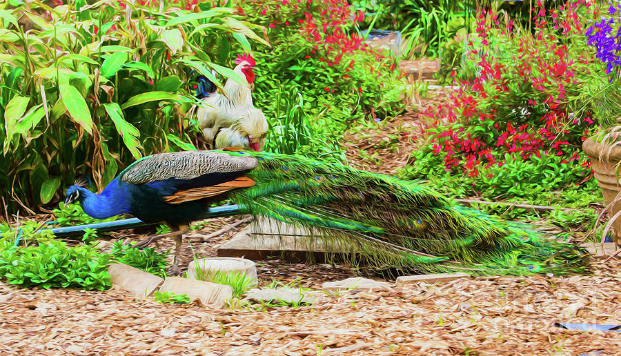 Peacock and friends Photograph by Sheila Smart Fine Art Photography