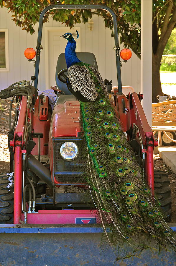 Peacock and His Ride Photograph by Bridgette Gomes