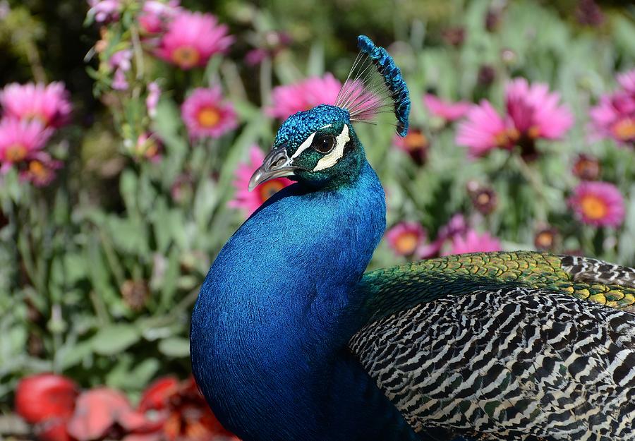 Peacock And Petals Photograph by Fraida Gutovich