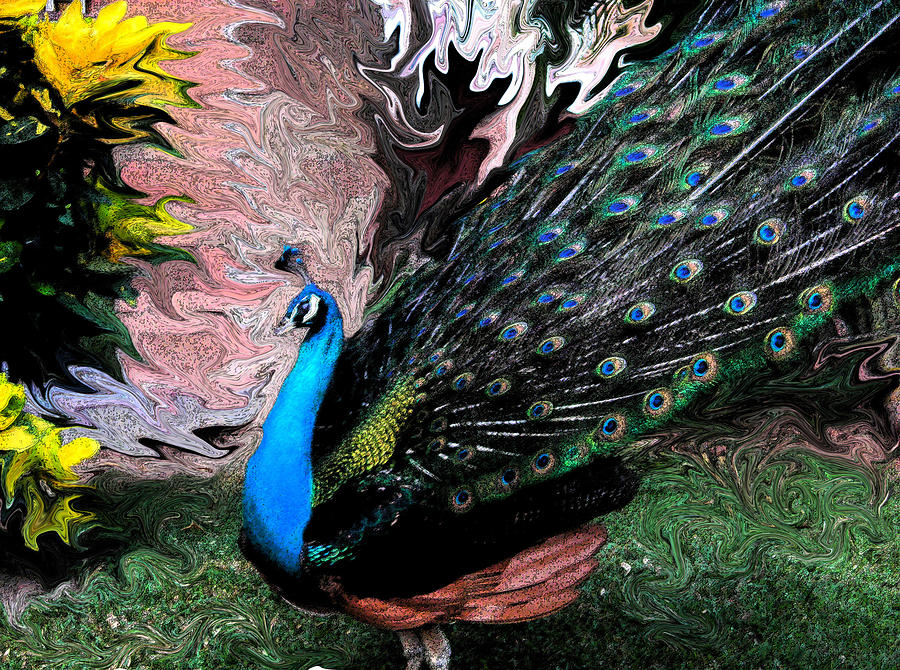Peacock Photograph by Anna  Duyunova