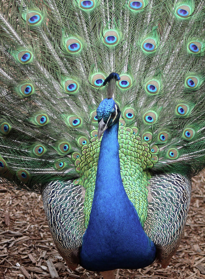 Peacock at Fountain of Youth Photograph by Kathleen McKenna - Fine Art ...