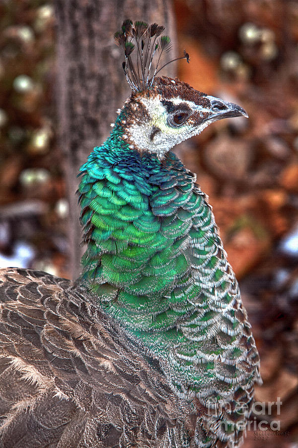 Peacock Autumn Photograph by David Millenheft