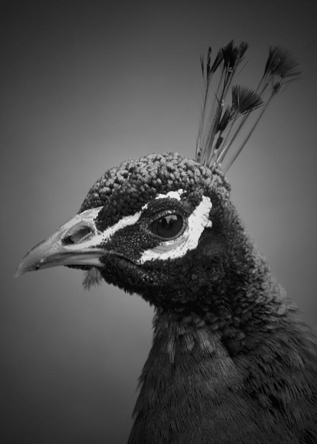 Peacock Black And White Photography