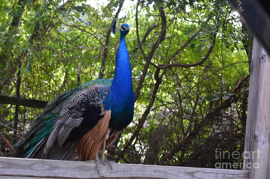 Peacock Photograph by Barb Dalton