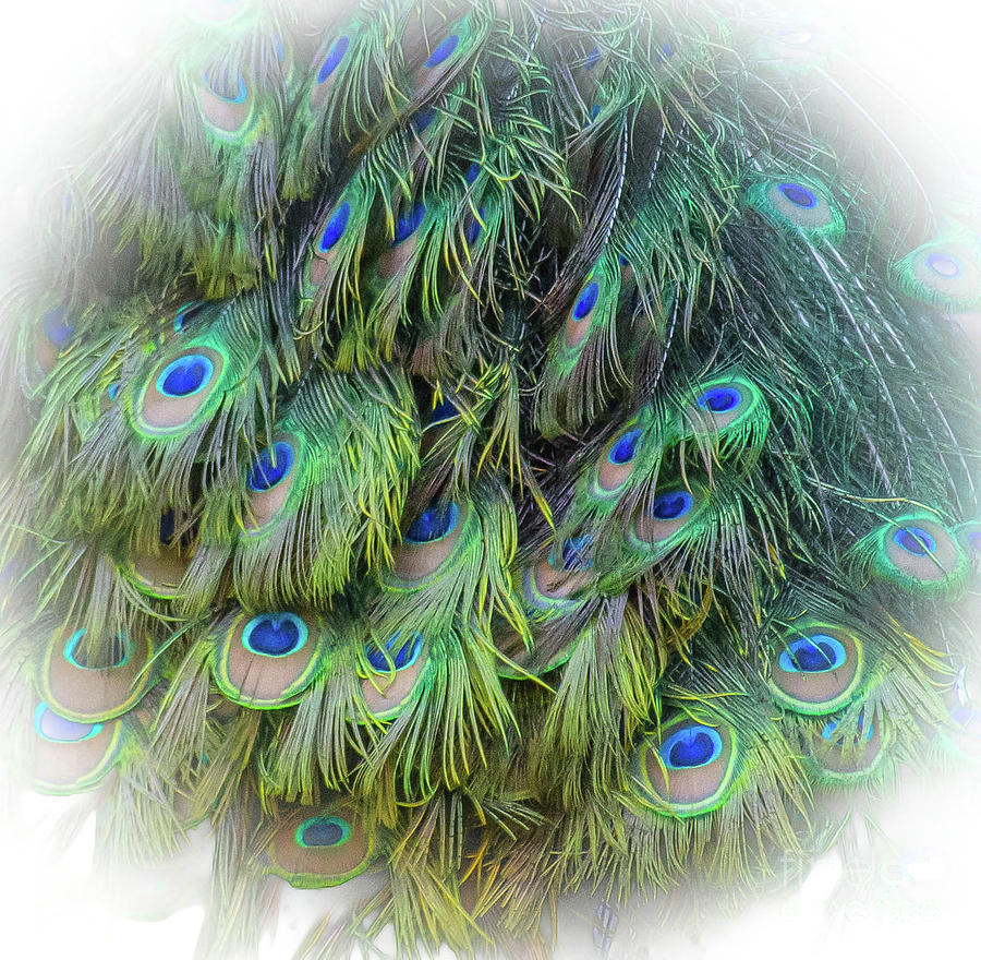 Peacock Photograph by Barry Bohn