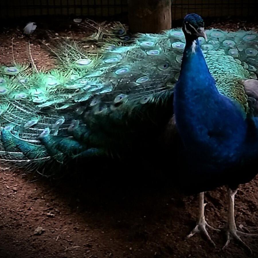 Peacock Photograph - Beautiful Peacock by Kimberly  W