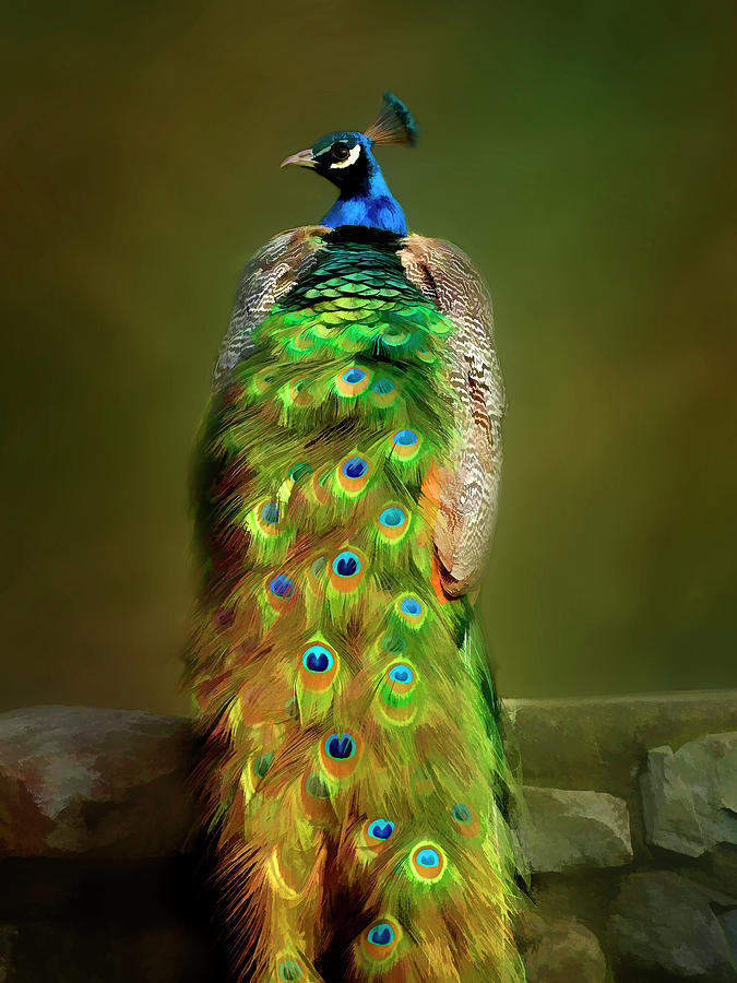 Peacock beauty - 365-98 Photograph by Inge Riis McDonald