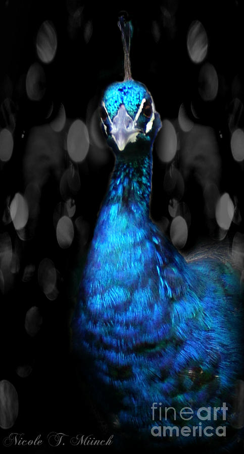 Peacock Beauty Shot Photograph