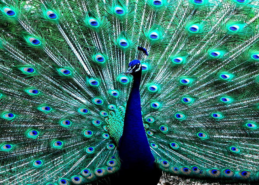 Peacock Photograph by Bindu Viswanathan