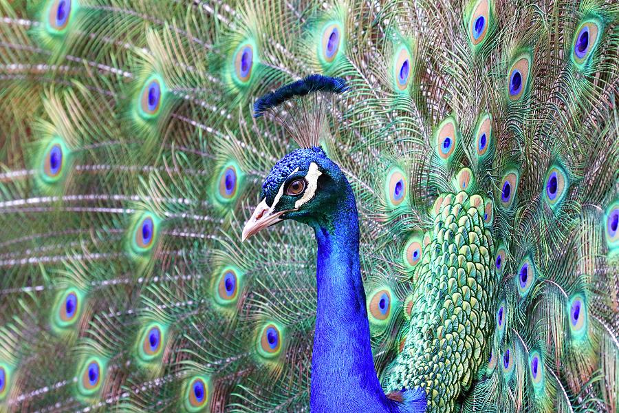 Peacock Bloom Photograph by Steve McKinzie