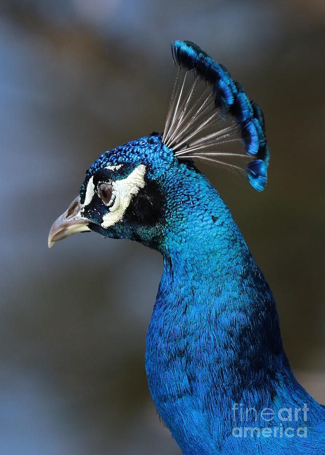 Peacock Blue Photograph by Carol Groenen