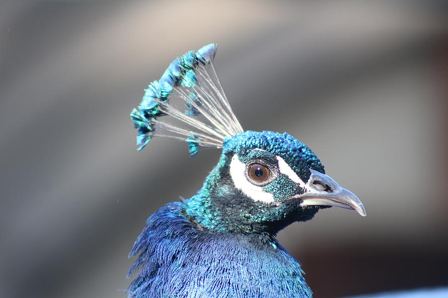 Peacock Blue Photograph by Tim Kuret