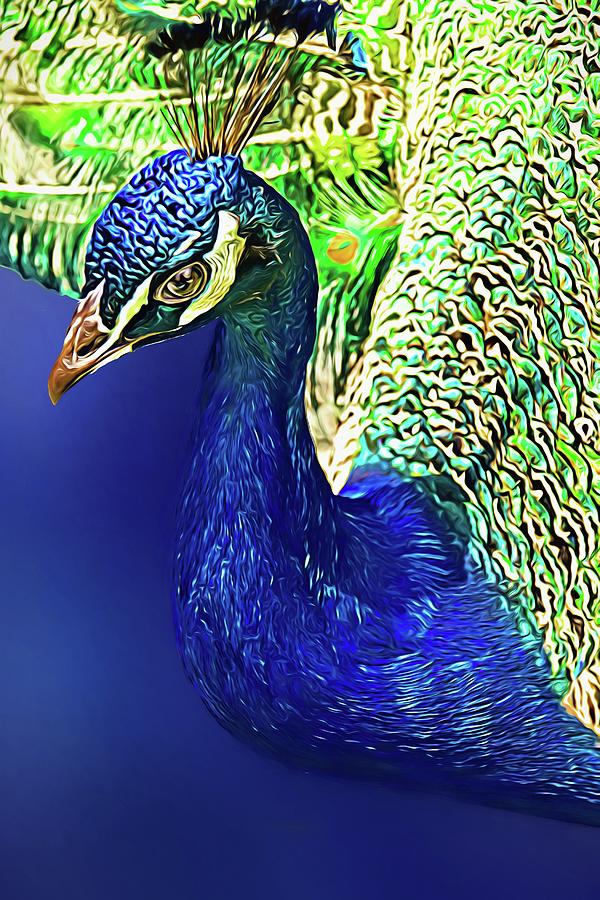 Peacock Blued Photograph by Alice Gipson Peacock Blued Photograph by Alice Gipson