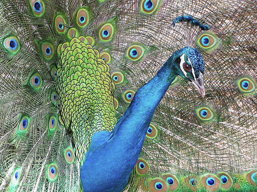 Peacock Photograph by Bob Slitzan