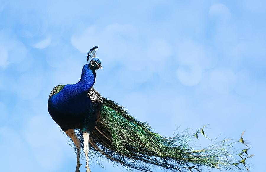 Peacock Bokeh Photograph by Fraida Gutovich