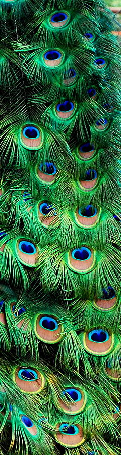 Peacock Bookmark Photograph by Bindu Viswanathan