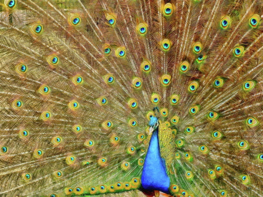 Peacock - BRD536478 Painting by Dean Wittle