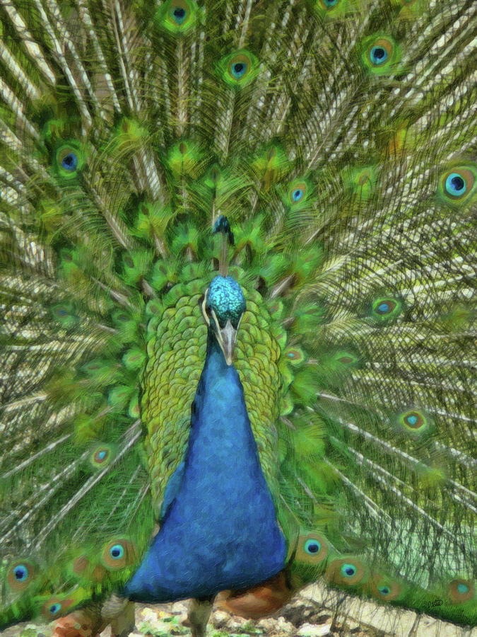 Peacock - BRD668377 Painting by Dean Wittle
