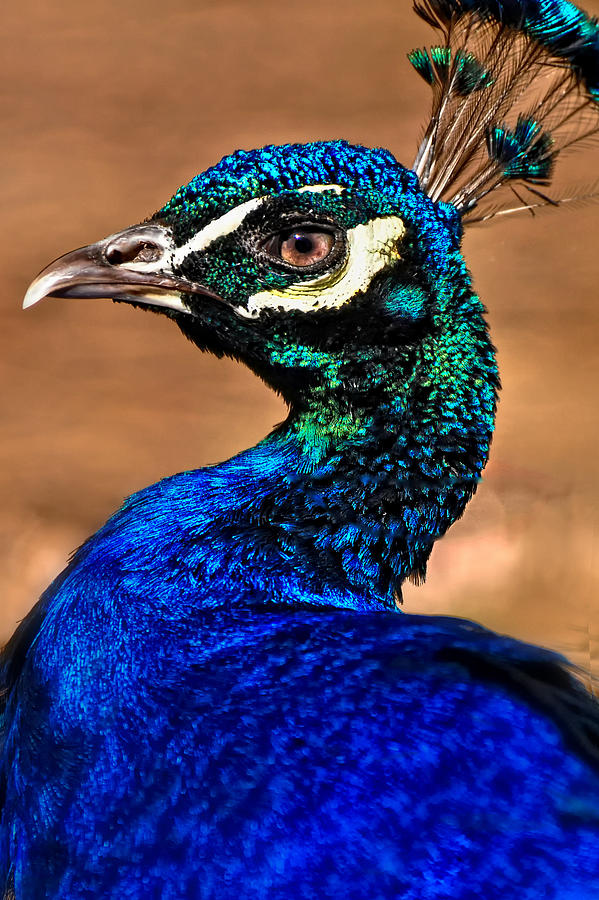 Peacock Photograph by Brian Mollenkopf - Fine Art America