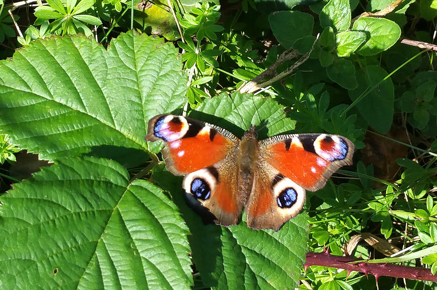 Peacock Butterfly In Devon Photograph by Mackenzie Moulton