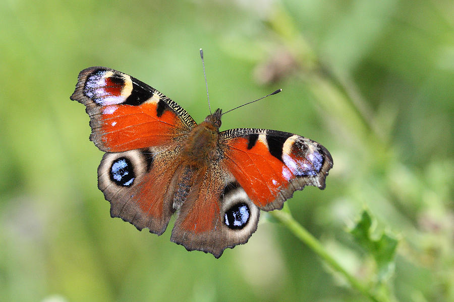 Peacock butterfly in Limerick Ireland Photograph by Pierre Leclerc Photography