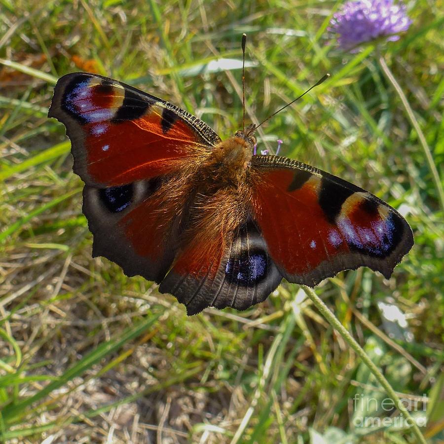 Peacock Butterfly Photograph by Jean Bernard Roussilhe