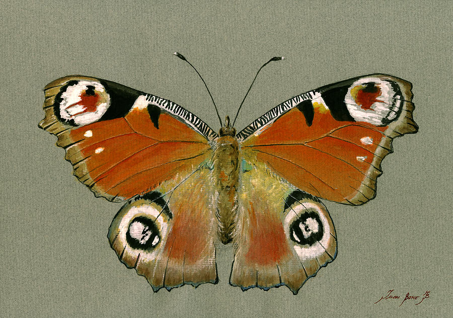 European Peacock Butterfly Painting - Peacock butterfly by Juan Bosco
