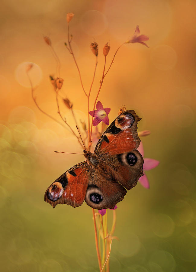 Peacock butterfly on bell flowers at sunset Photograph by Jaroslaw Blaminsky