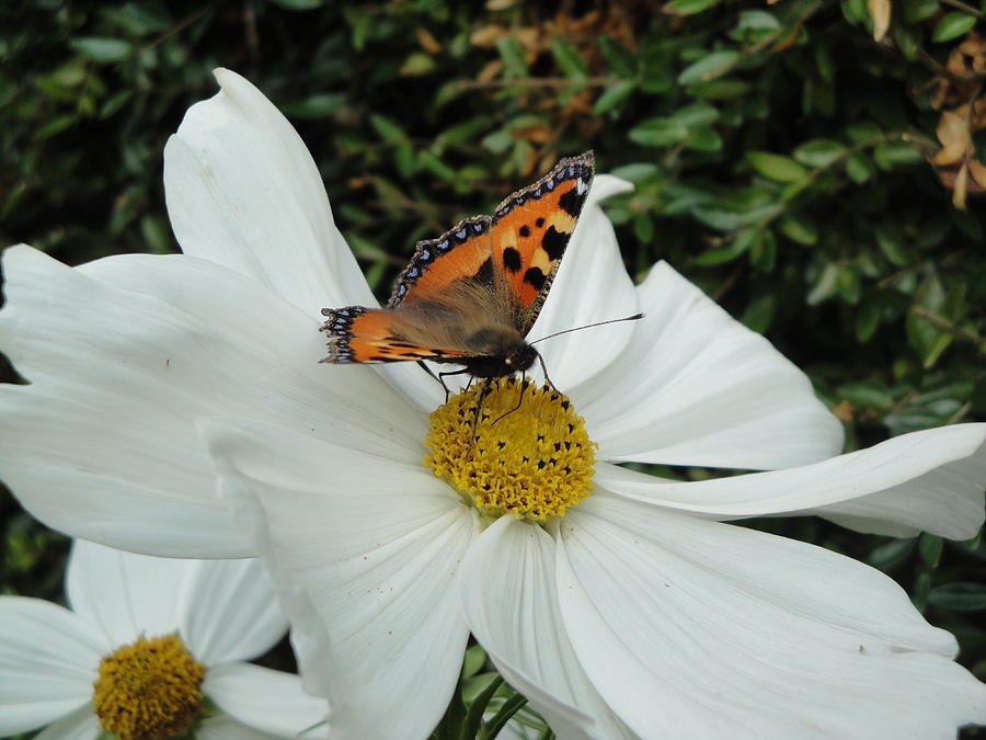 Peacock Butterfly On Cosmos Photograph by Susan Baker
