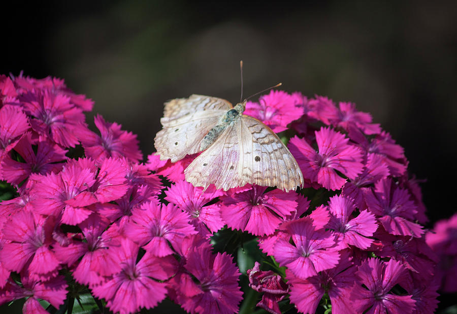 Peacock Butterfly on Fuchsia Phlox Photograph by Suzanne Gaff