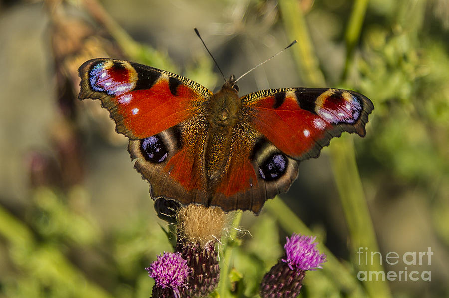 Peacock Butterfly Photograph by Sandra Cockayne ADPS