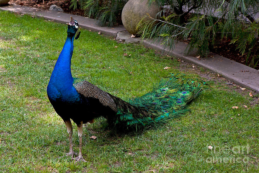 Peacock Photograph - Peacock Calling by Jason O Watson Peacock Photograph - Peacock Calling by Jason O Watson