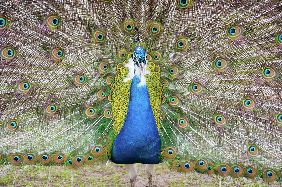 Peacock Photograph by Carl R Schneider - Fine Art America